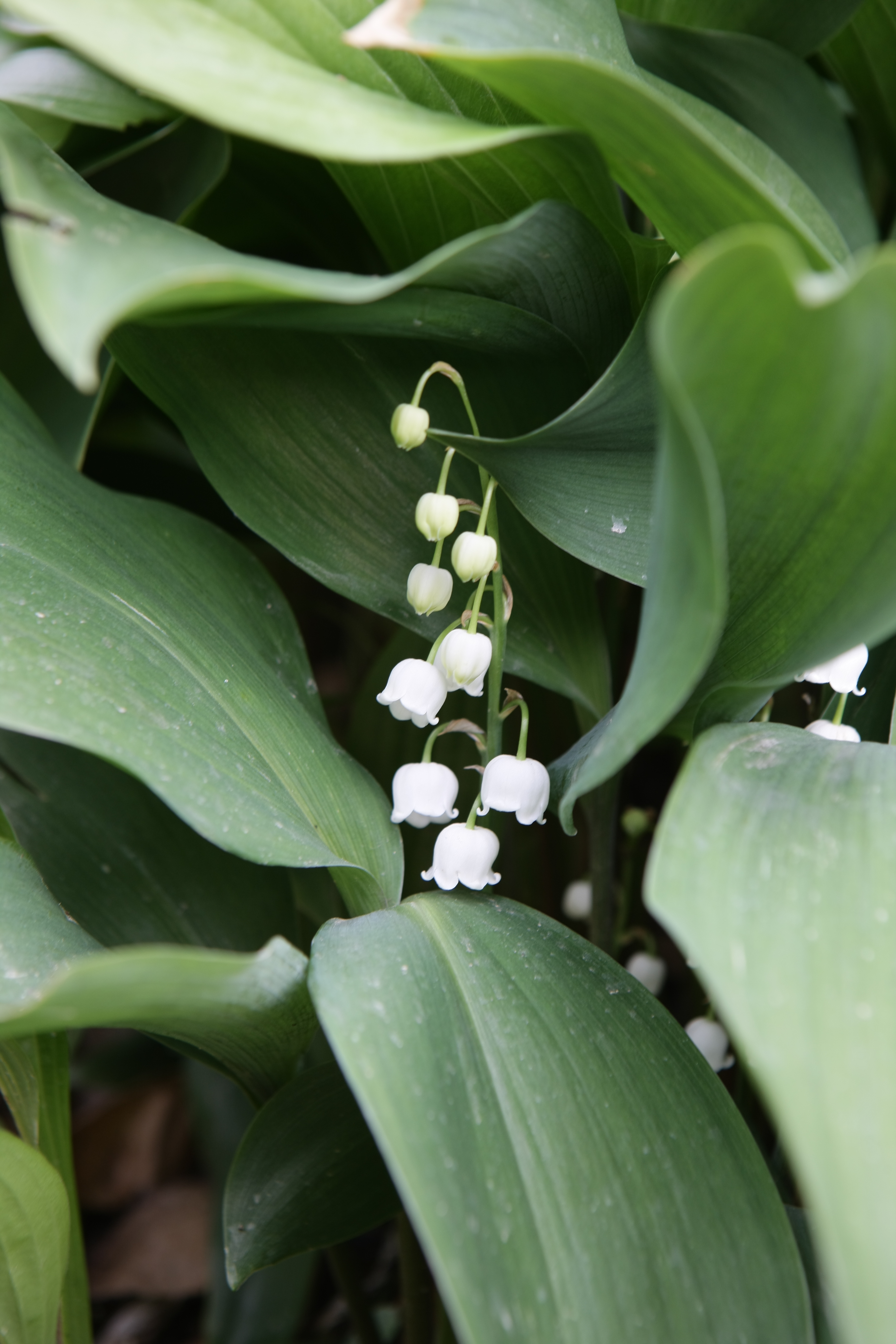 Convallaria keiskei